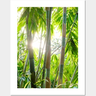 Sun through the Tropical Trees Photograph Posters and Art
